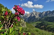 90 Rododendro rosso con Pegherolo